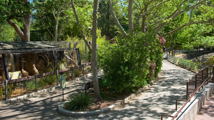 Sacramento Zoo featuring zoo animals