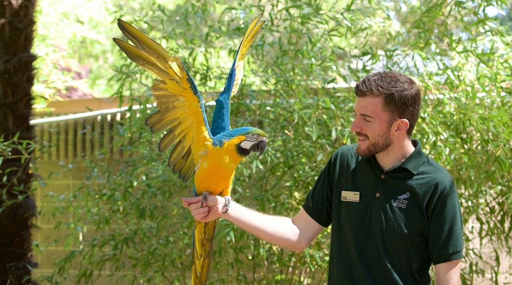 Sacramento zoologiske hage som viser fugleliv