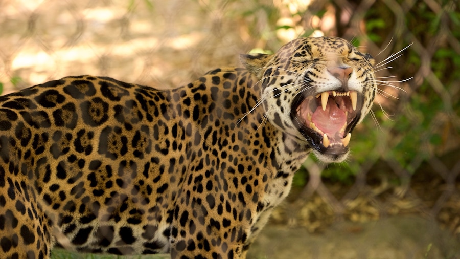 Sacramento Zoo which includes dangerous animals