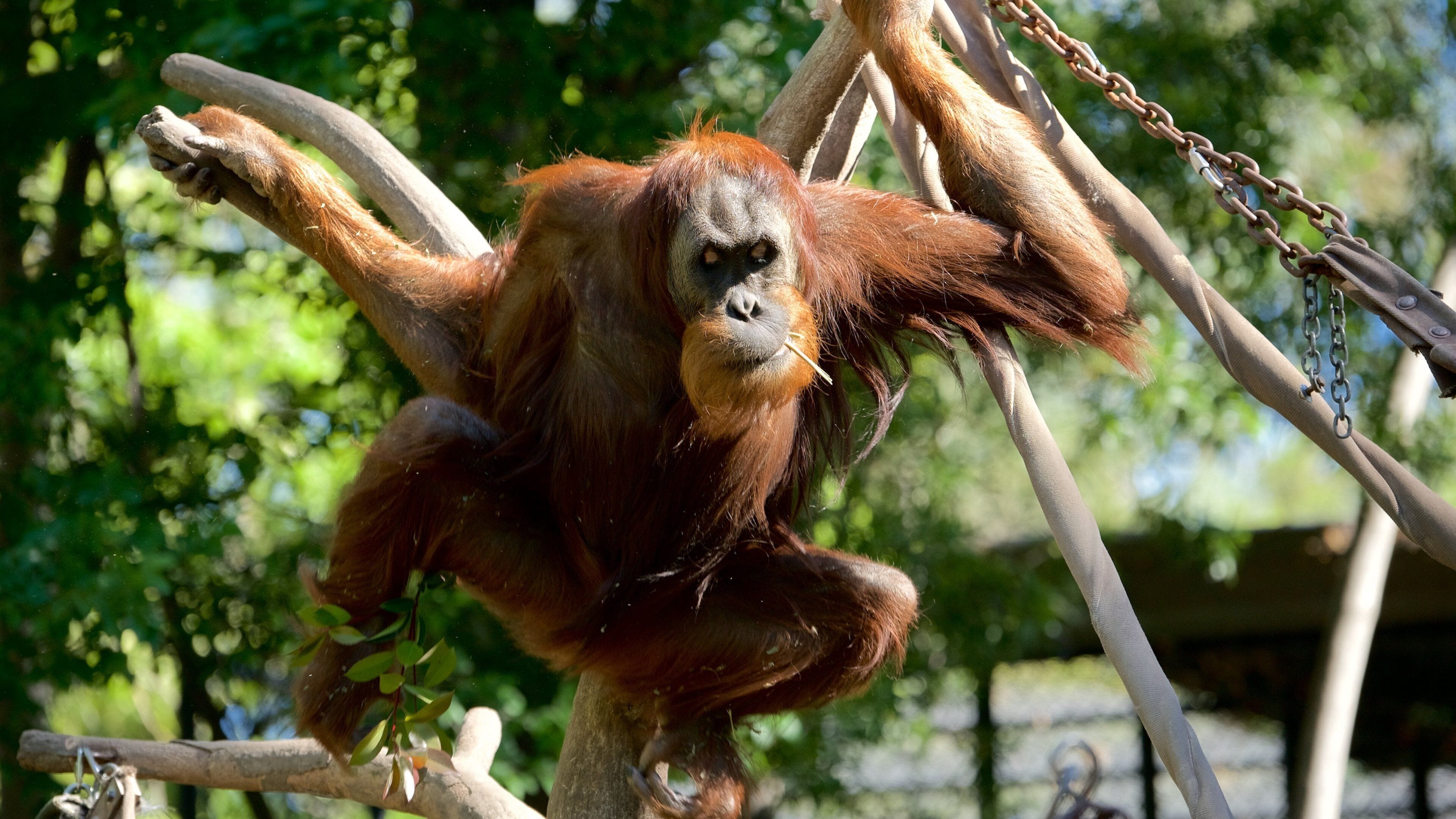 An orangutan climbing a tree branch in a zoo enclosure.