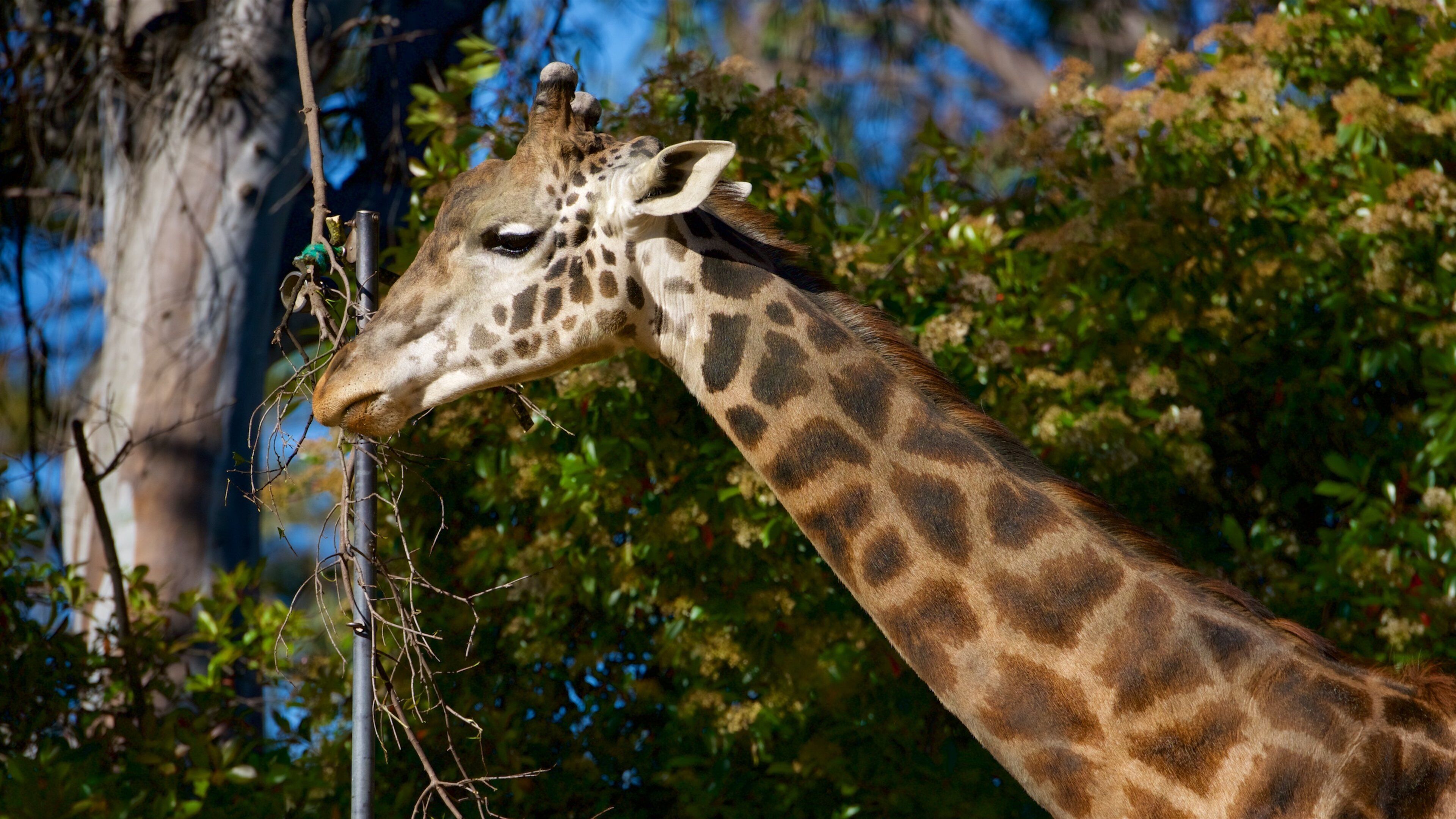 Sacramento Zoo featuring zoo animals