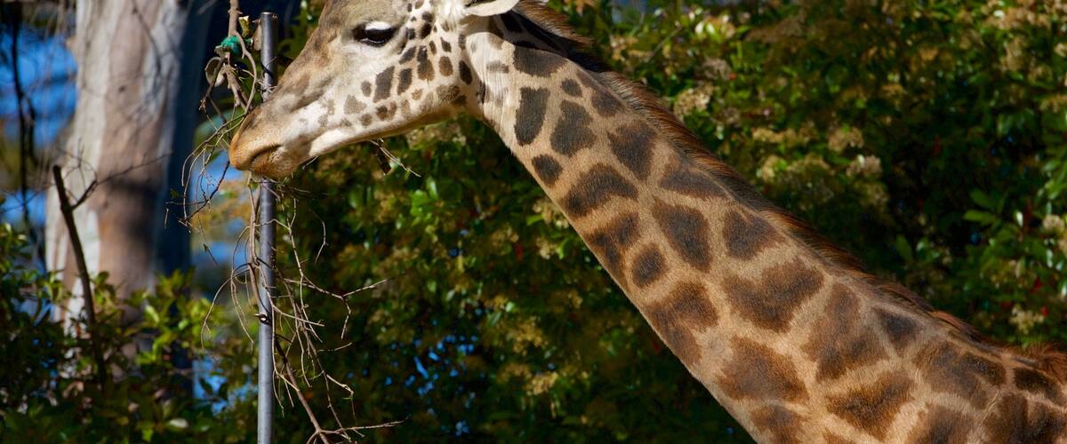 Sacramento Zoo featuring zoo animals