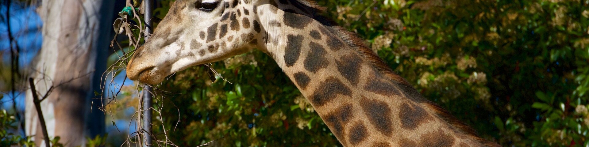 Sacramento Zoo showing zoo animals