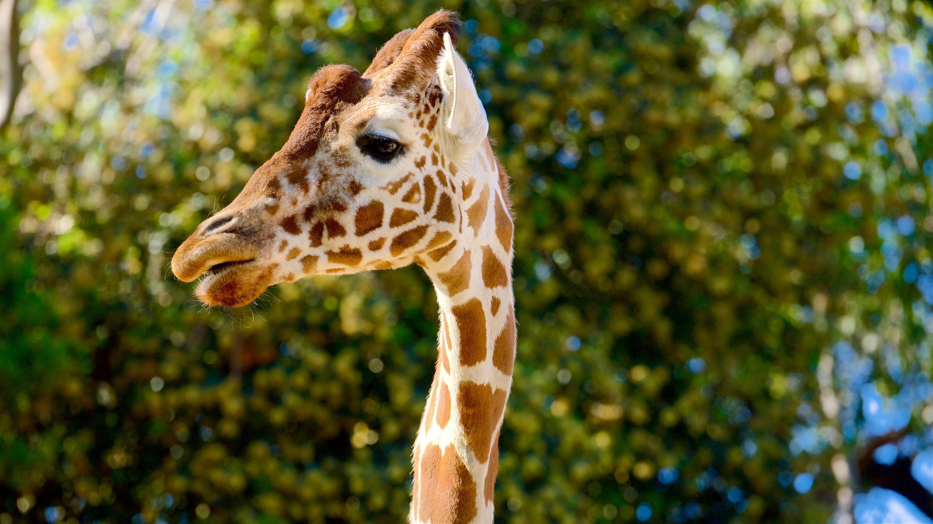 A giraffe with a patterned coat and a tree with green leaves in the background.