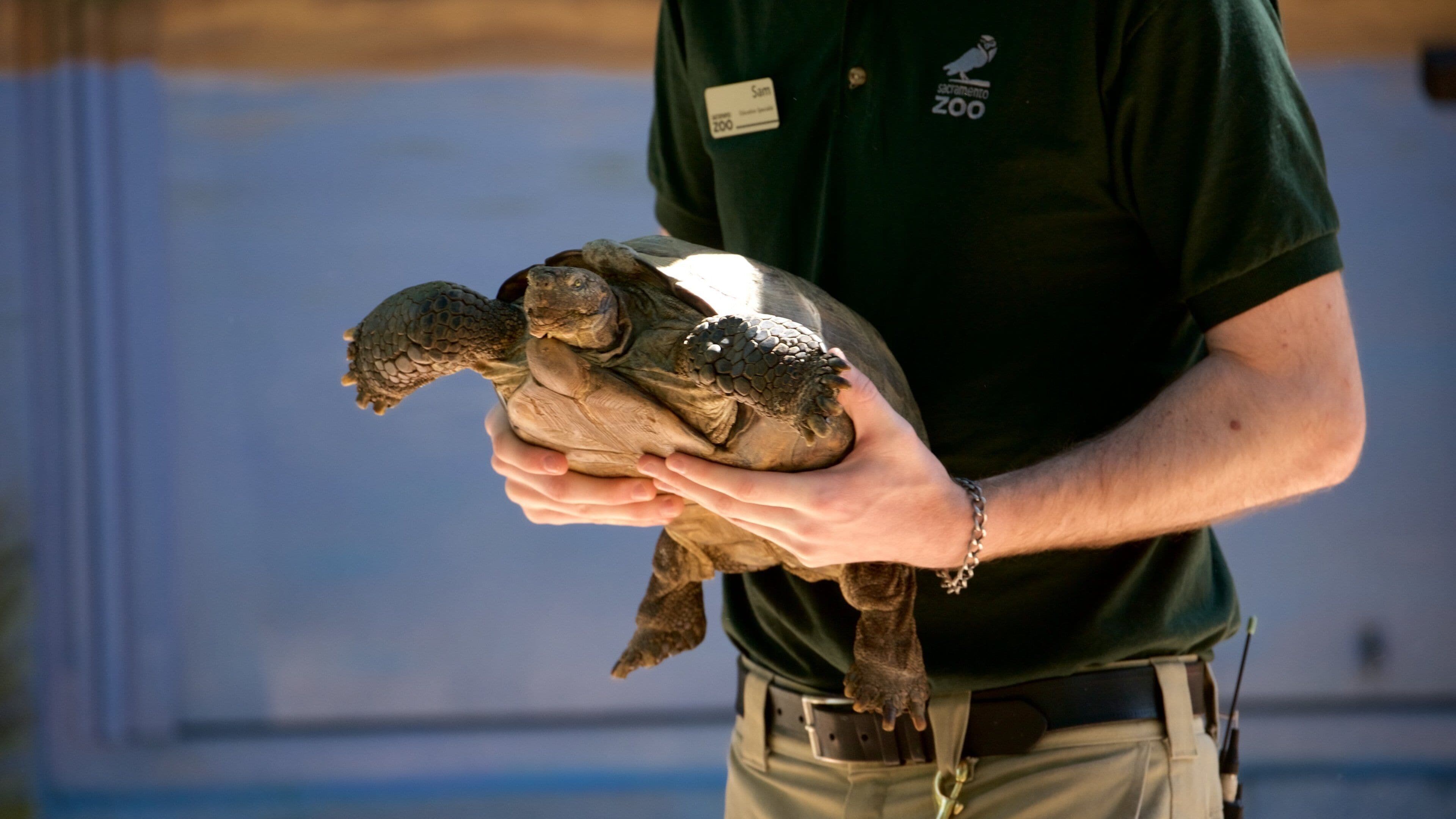 A person holding a large turtle.