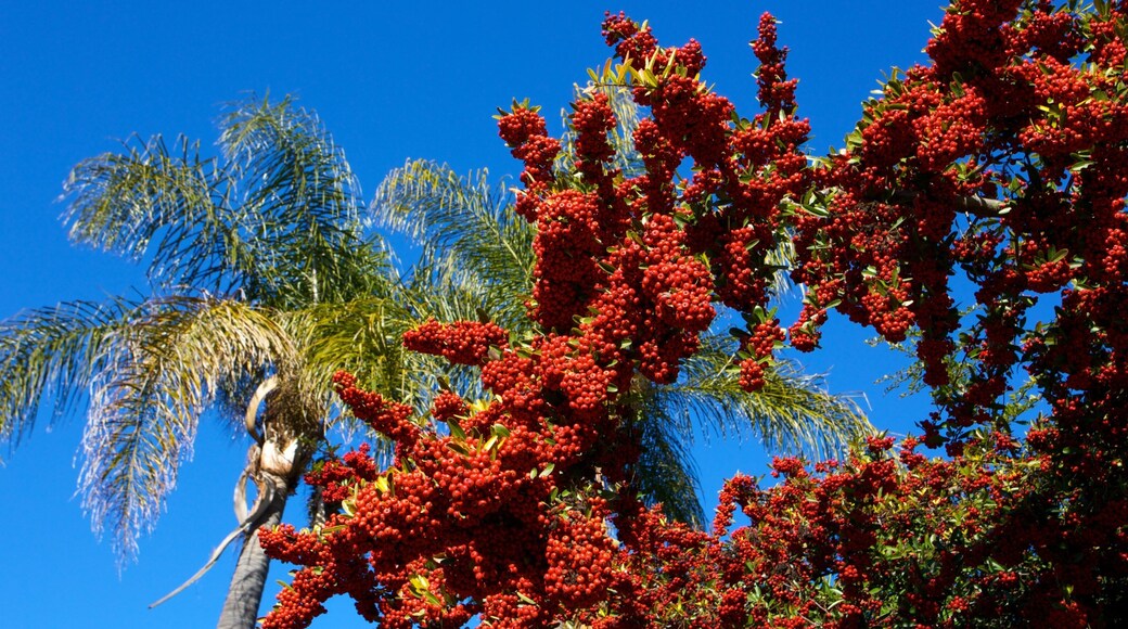 Kelley Park which includes landscape views, tropical scenes and a park