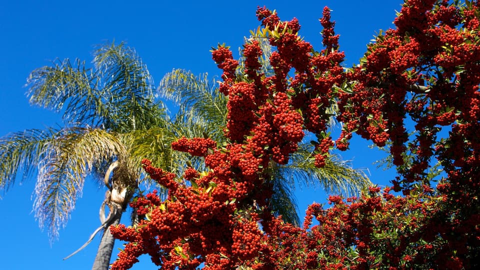 Kelley Park which includes landscape views, tropical scenes and a park