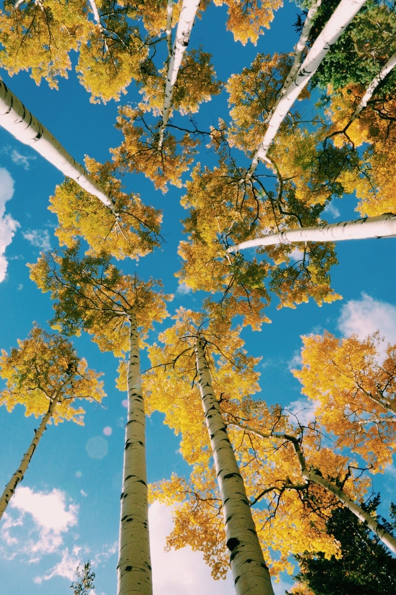 There is nothing like seeing the Aspens change colors in the fall. 😍