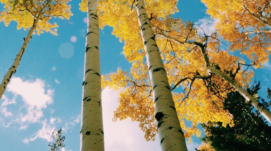 There is nothing like seeing the Aspens change colors in the fall. 😍