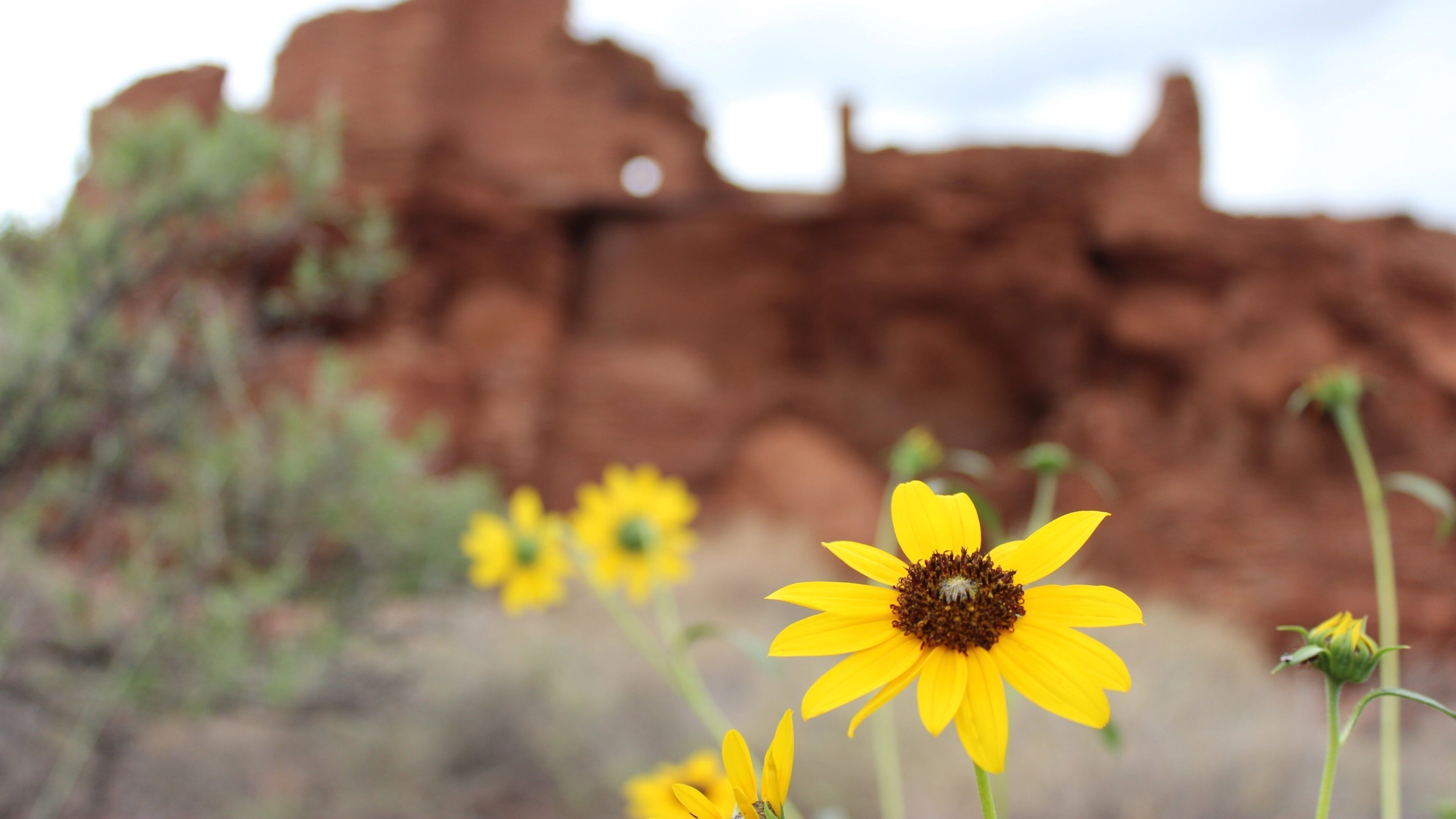 Wupatki National Monument mostrando flores