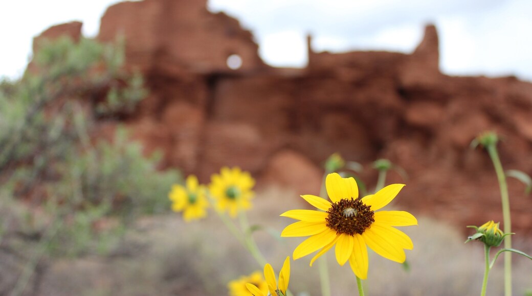 Wupatki National Monument qui includes fleurs