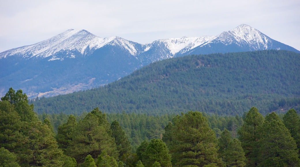 Humphreys Peak showing forests and mountains
