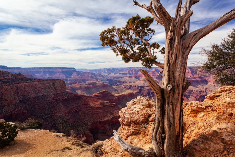 A canyon with a prominent tree in the foreground.