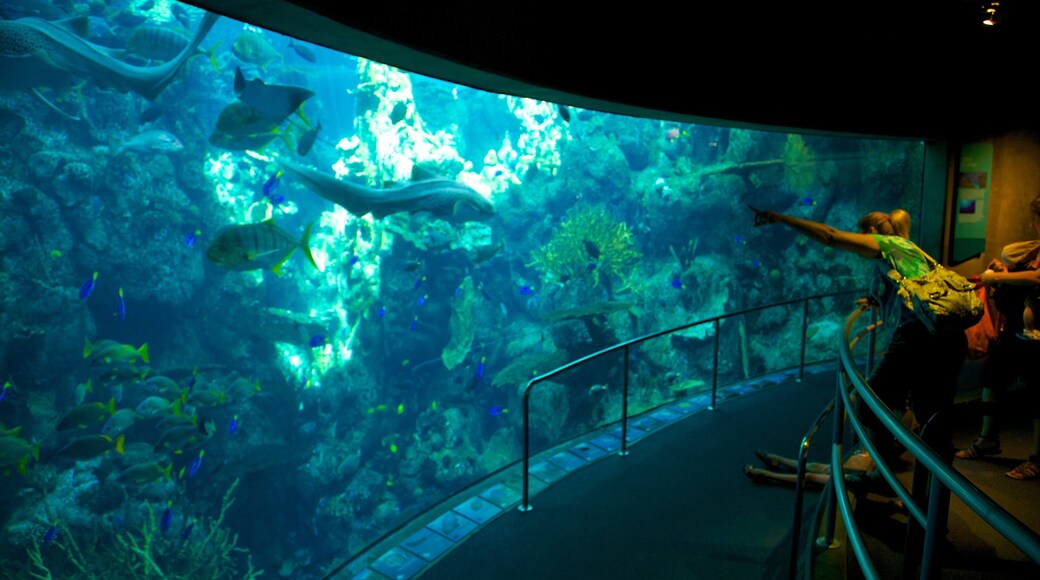 Visitors marvel at the vibrant marine life at Aquarium of the Pacific in Long Beach, California