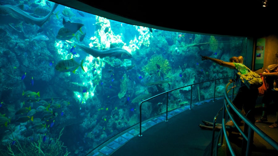 Visitors marvel at the vibrant marine life at Aquarium of the Pacific in Long Beach, California