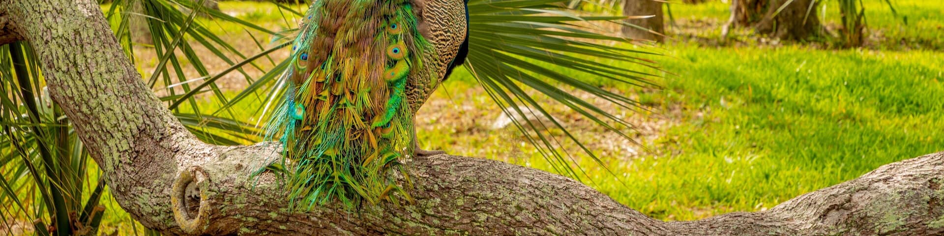Ponce de Leon\'s Fountain of Youth Archaeological Park showing bird life