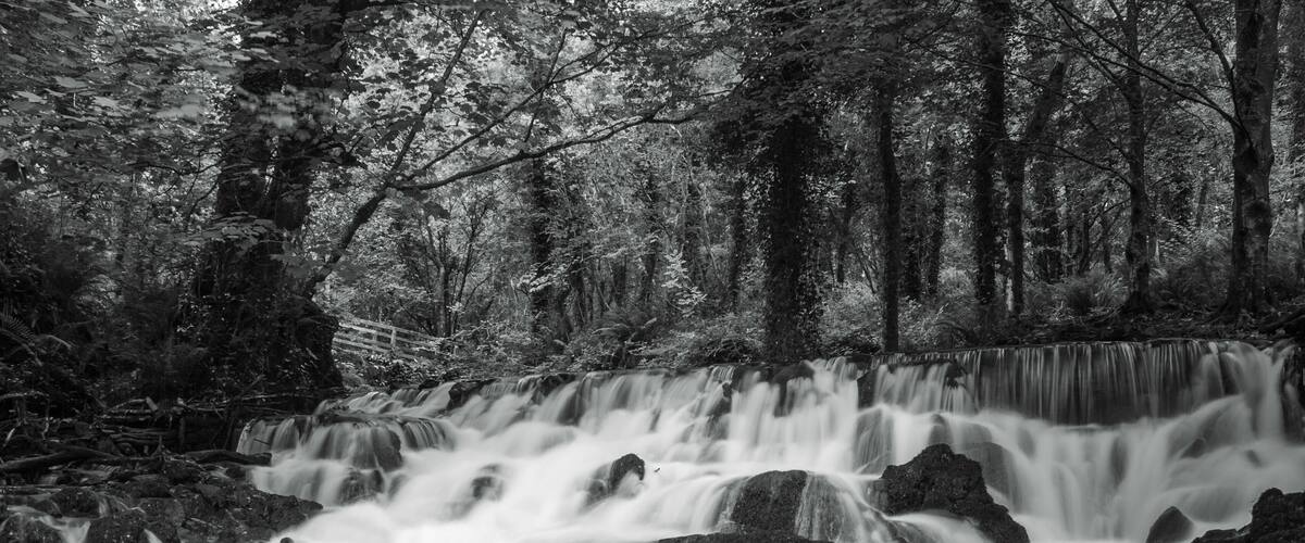 A forested area with a waterfall flowing over rocks.