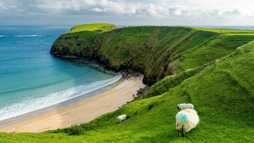 Sheep grazing near Silver Strand, a sandy beach in a sheltered,