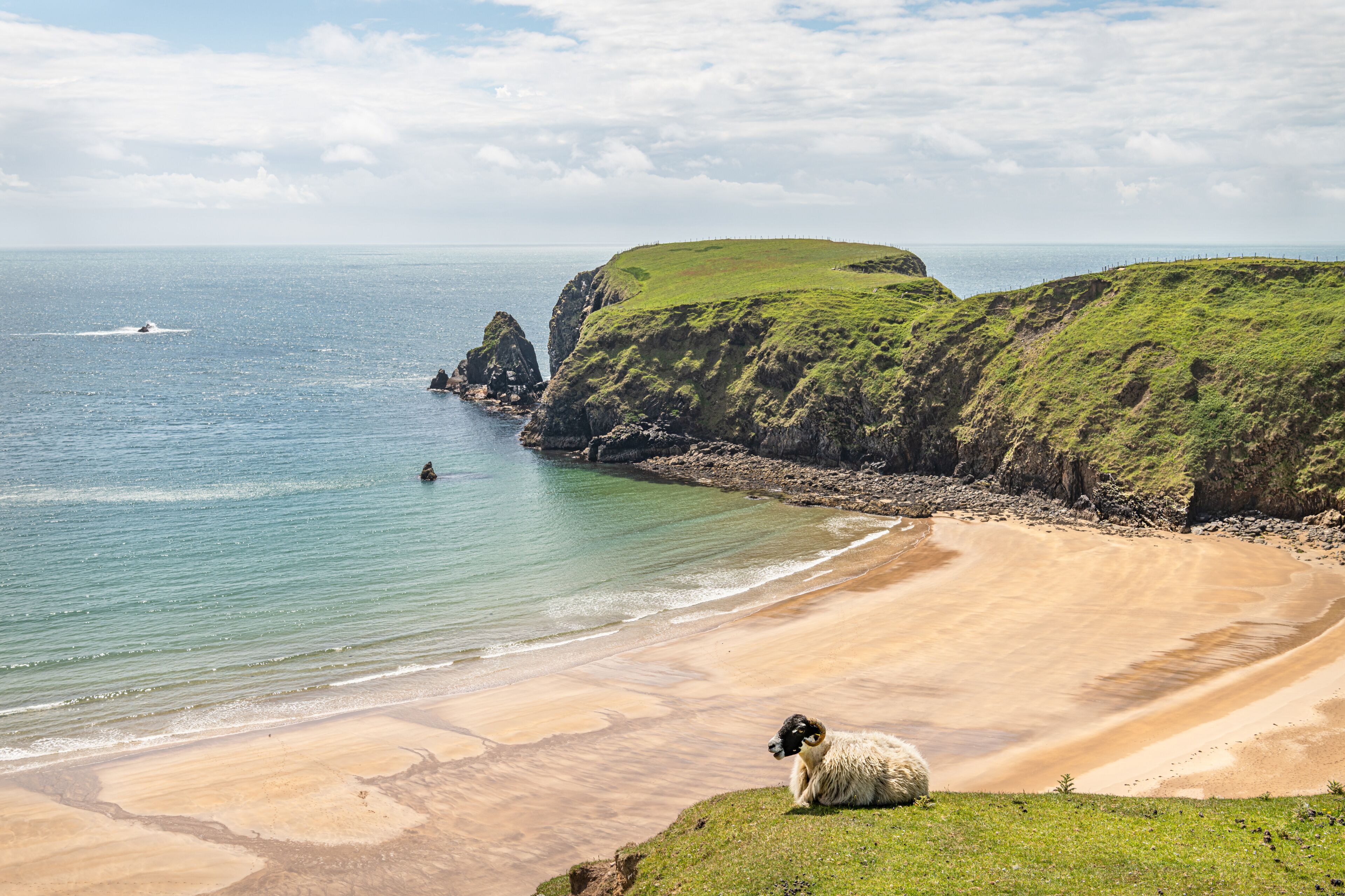 A Sheep on the cliffs at Malin Beg Beach