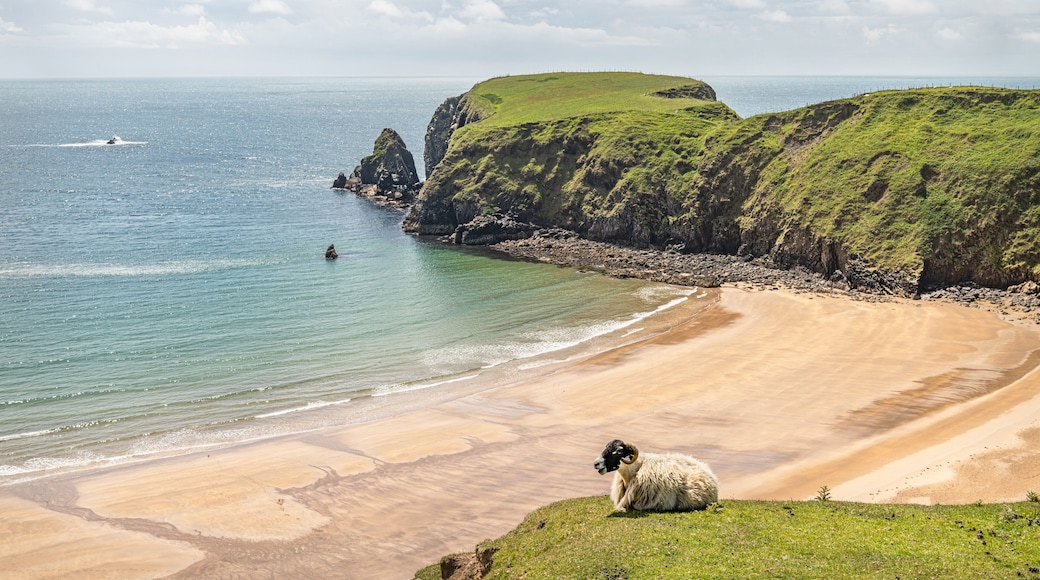 A Sheep on the cliffs at Malin Beg Beach