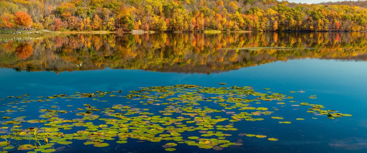 A calm lake with lily pads and a reflection of autumn trees.
