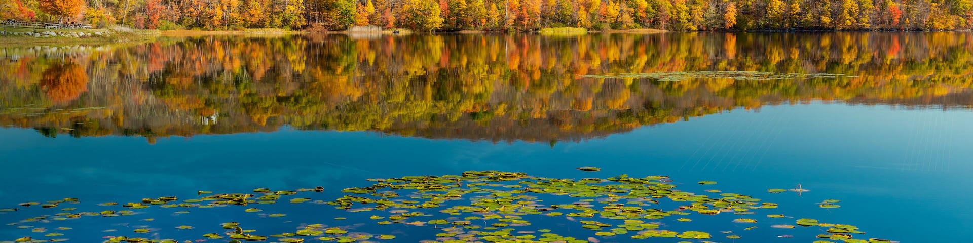 A calm lake with lily pads and a reflection of autumn trees.