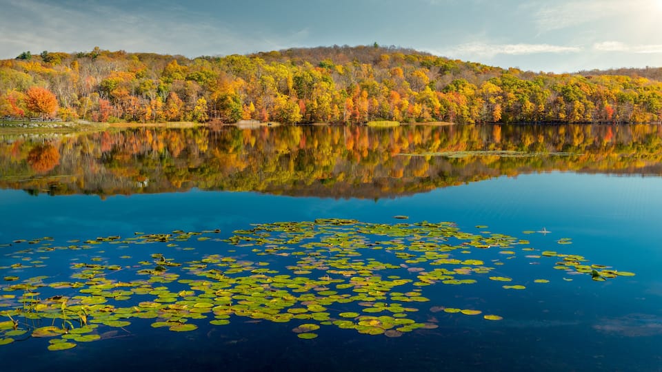 A calm lake with lily pads and a reflection of autumn trees.