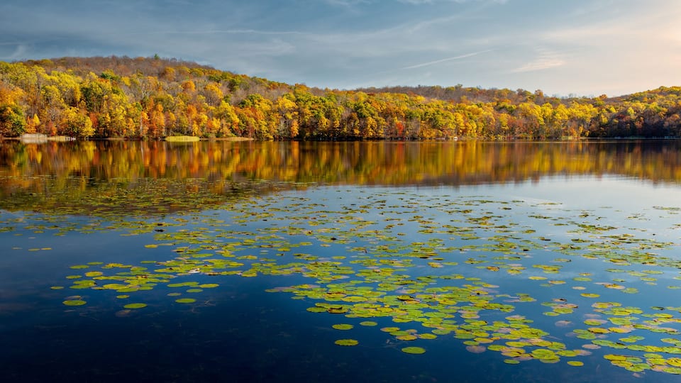 A lake surrounded by autumn-colored trees with lily pads on the water.
