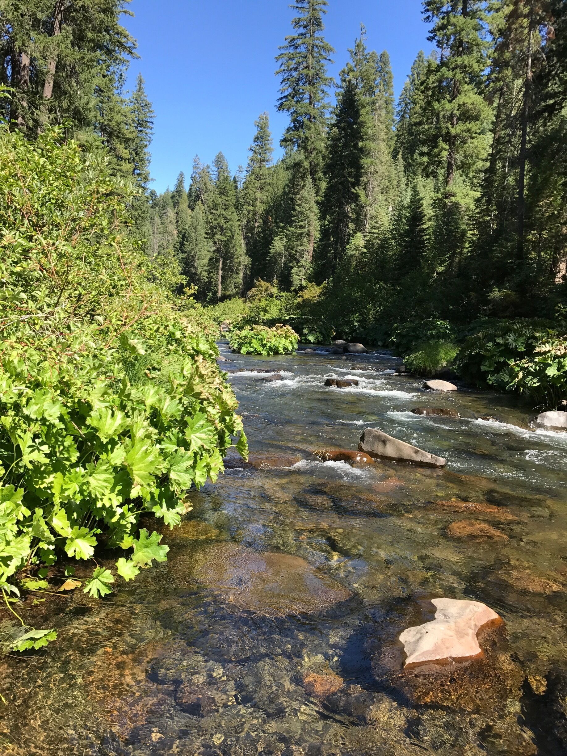 A clear stream flowing through a forest with dense trees and green foliage.