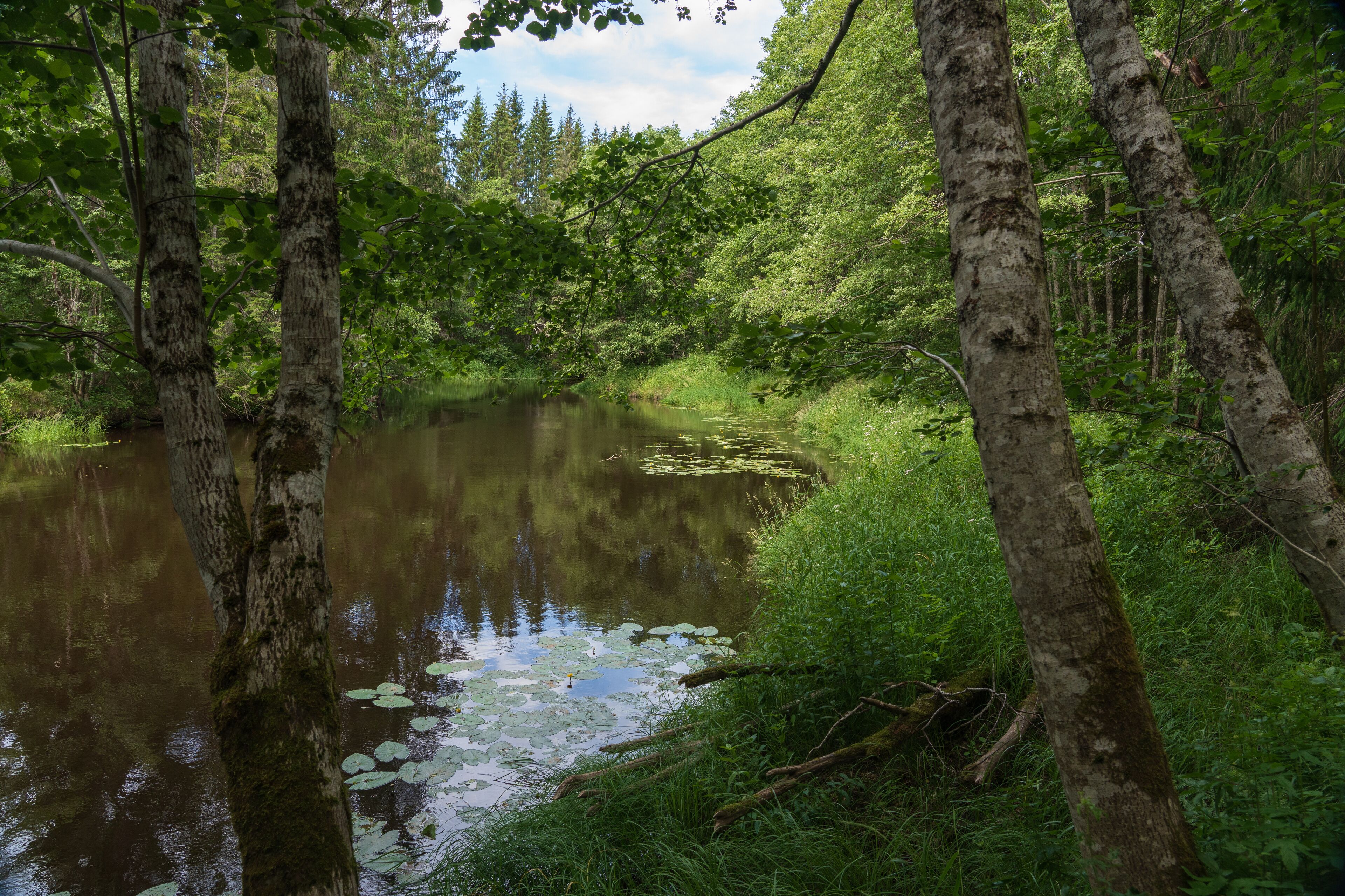 View from Naturreservatet Tallmon, Charlottenberg, Sverige.