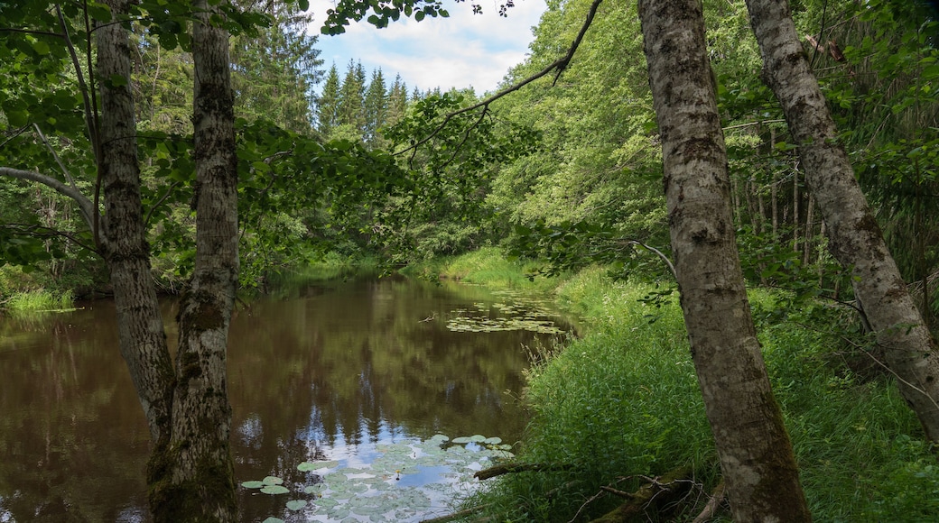 View from Naturreservatet Tallmon, Charlottenberg, Sverige.