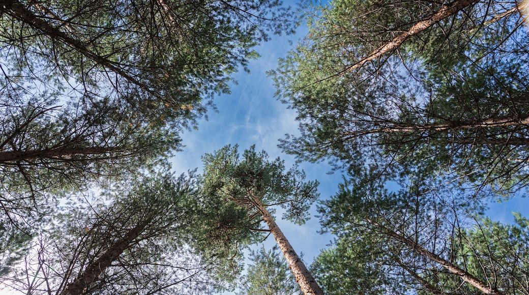 View from Naturreservatet Tallmon, Charlottenberg, Sverige.