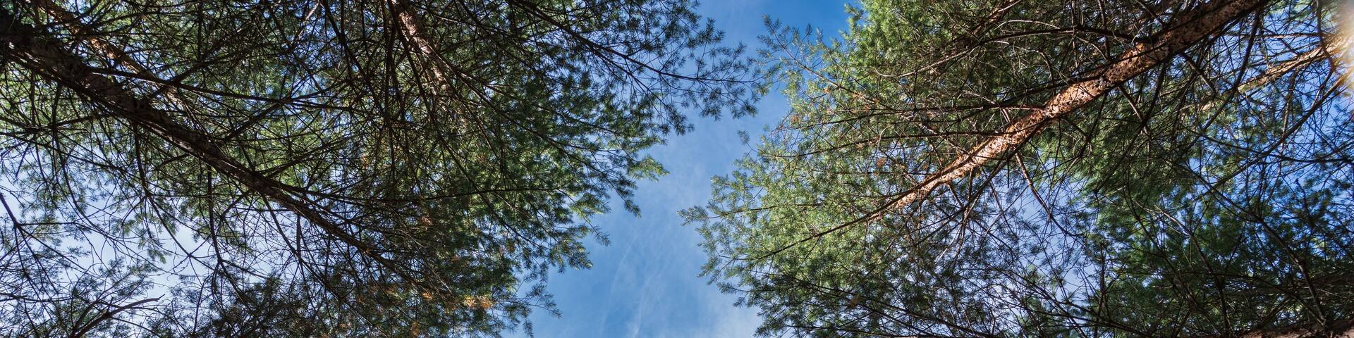 View from Naturreservatet Tallmon, Charlottenberg, Sverige.