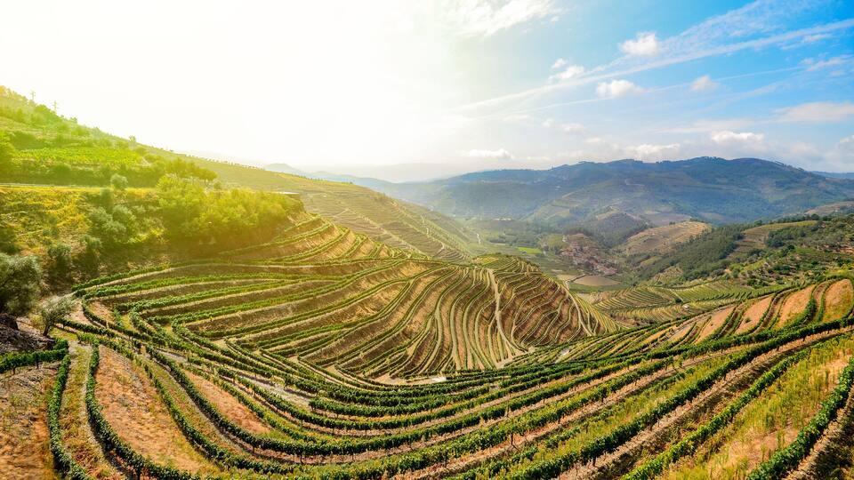 Terraced vineyards on a hillside.
