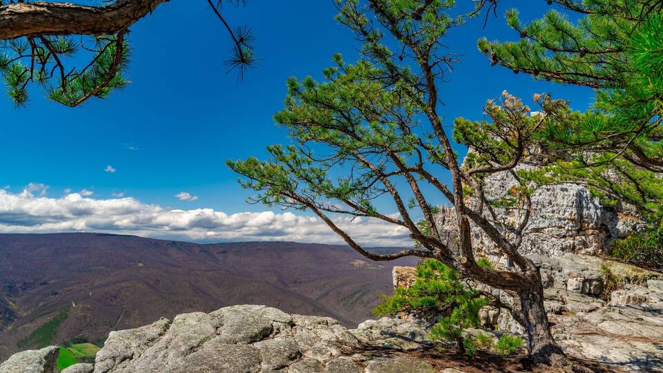 A rocky mountain landscape with pine trees and a clear blue sky.
