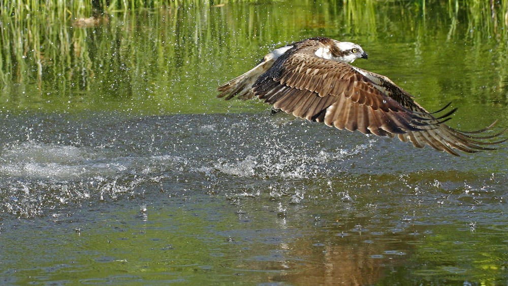 Osprey Pandion haliaetus catching fish in Kangasala in Finland.