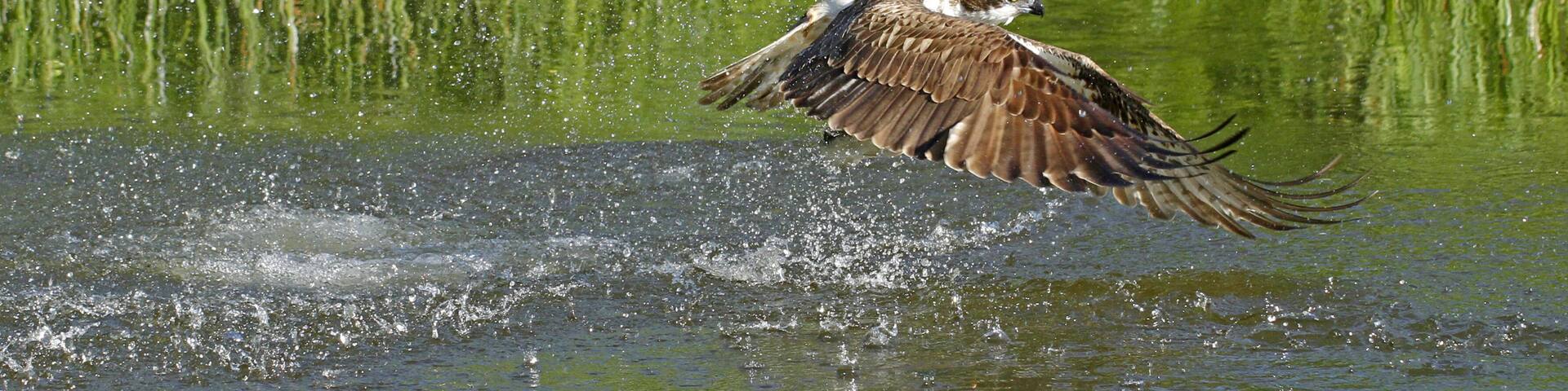 Osprey Pandion haliaetus catching fish in Kangasala in Finland.