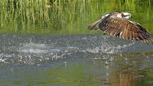 Osprey Pandion haliaetus catching fish in Kangasala in Finland.