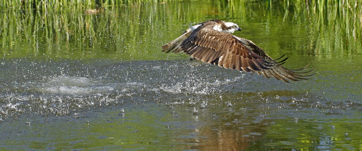 A bird flying over a body of water with ripples and reflections of greenery in the background.