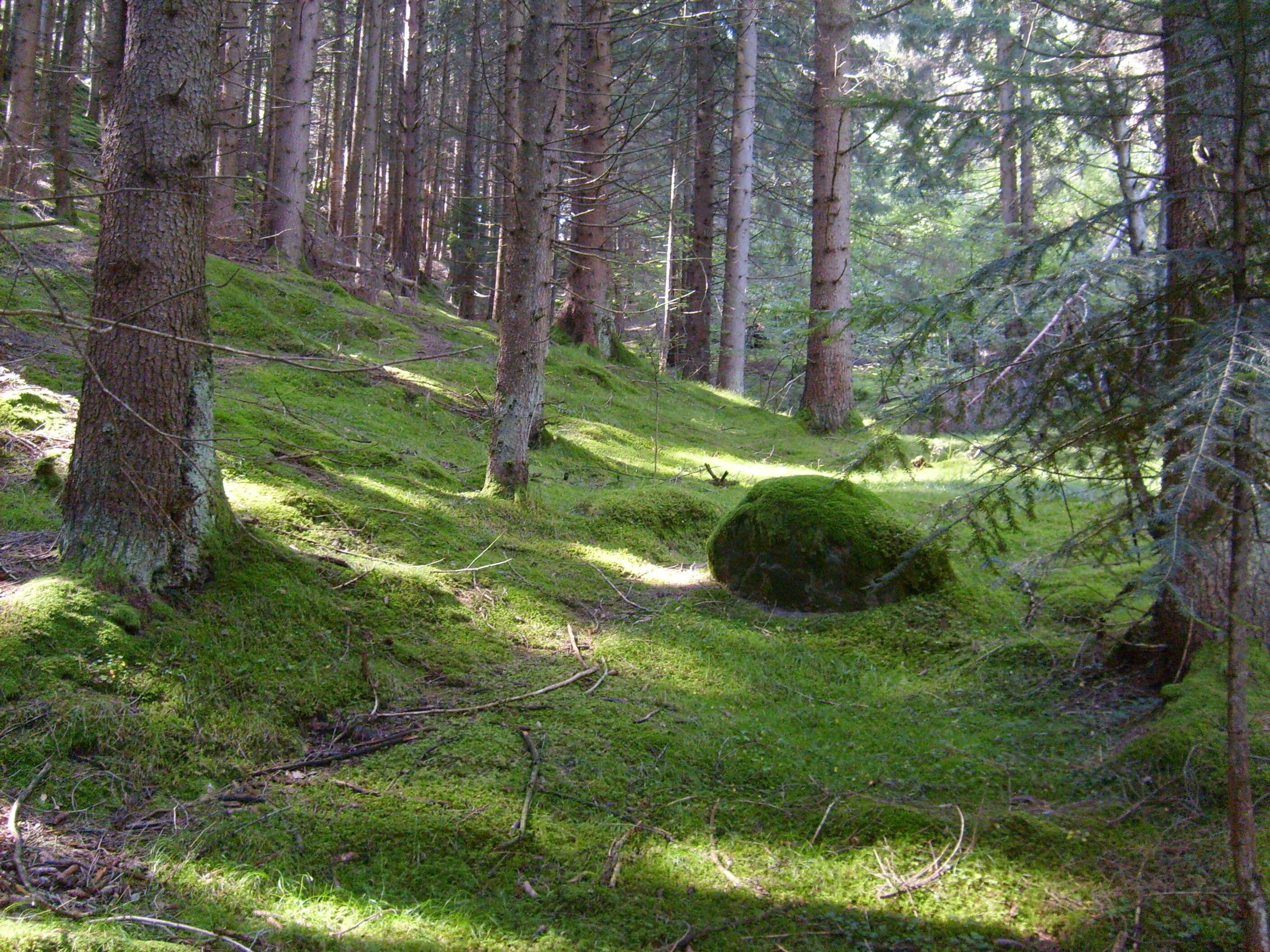 bosco verde - Val di Fiemme