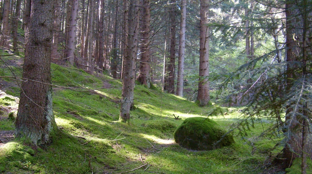 bosco verde - Val di Fiemme
