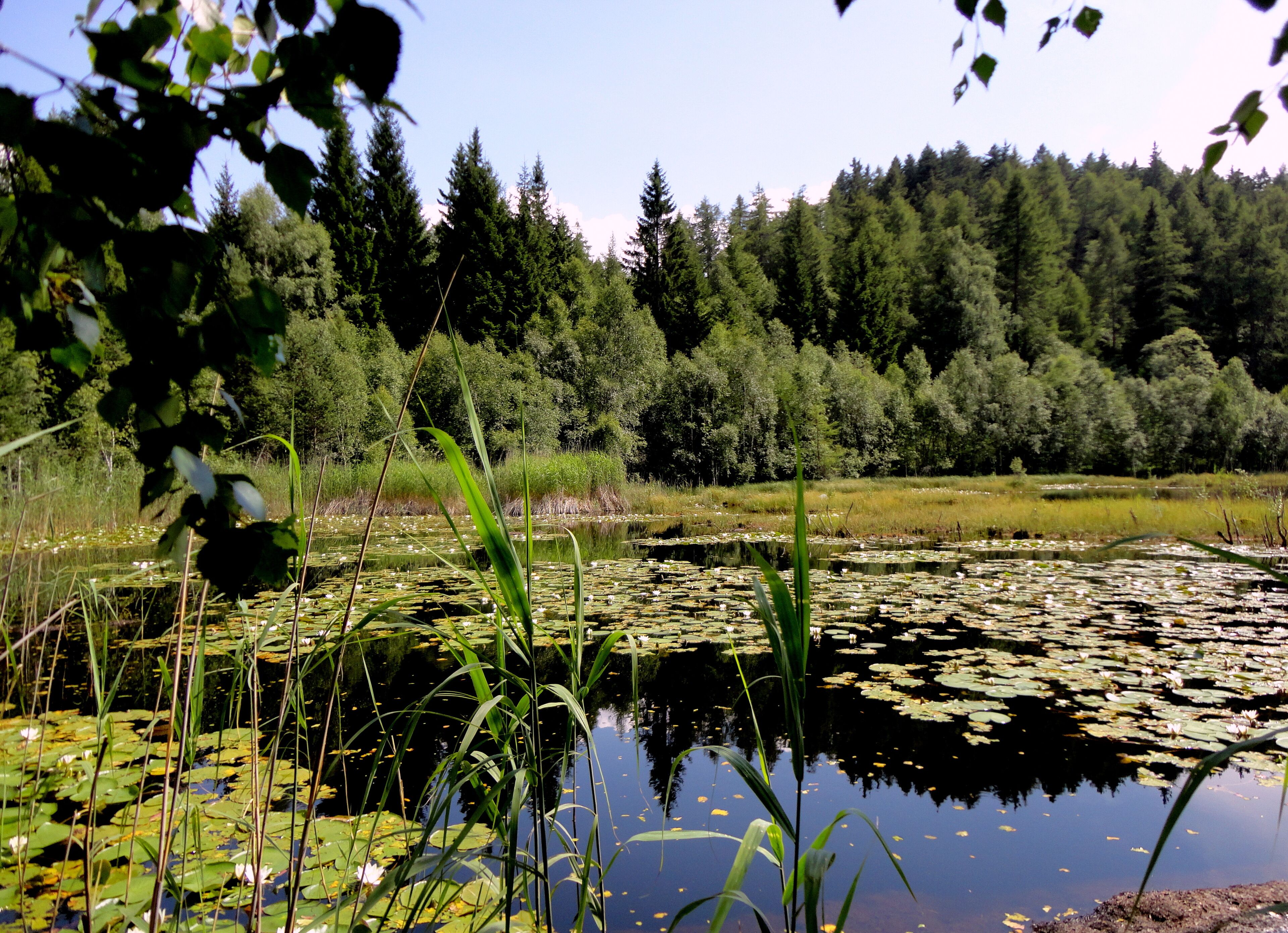 Il biotopo Palù Longa