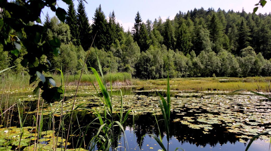 Il biotopo Palù Longa