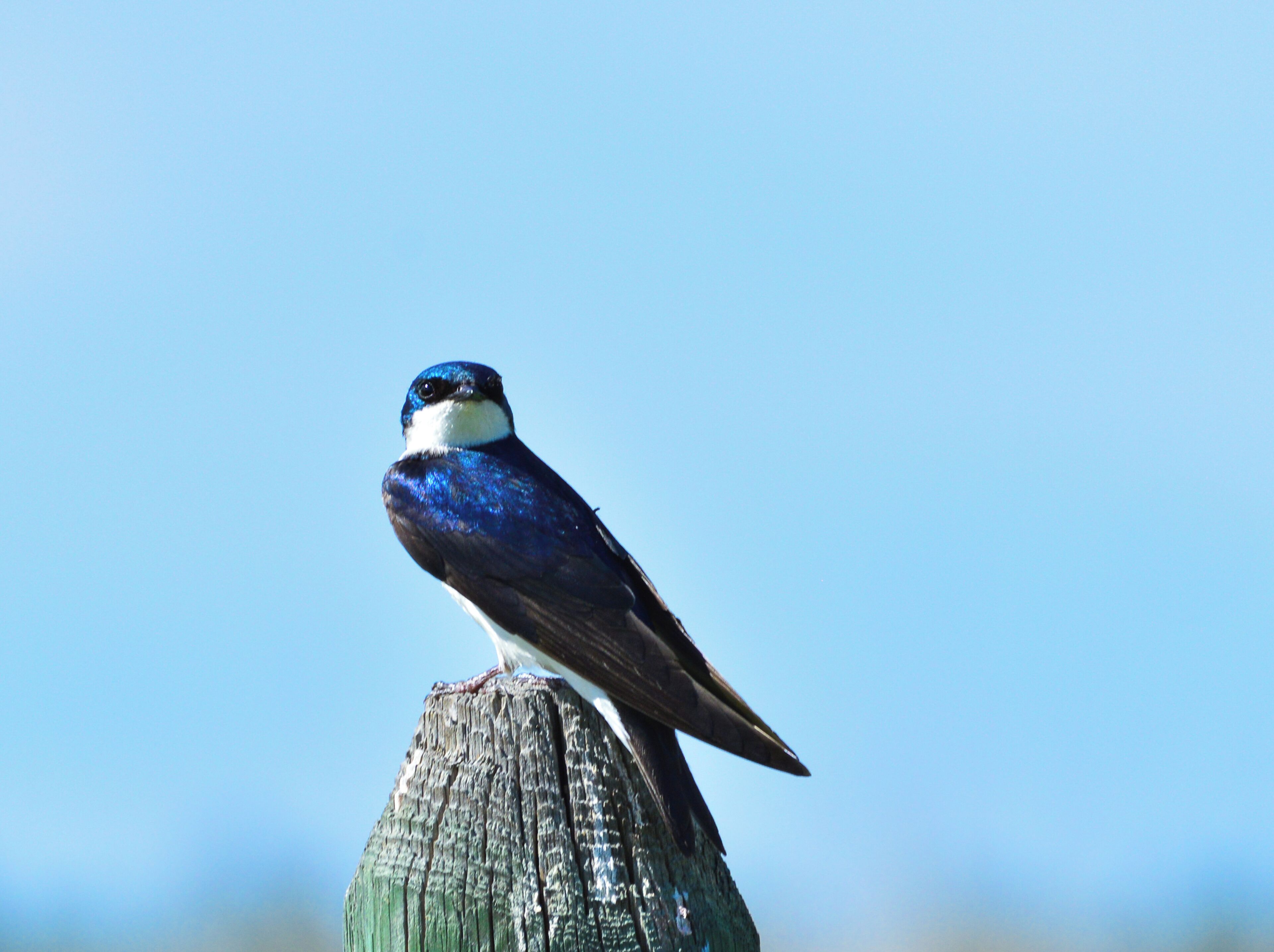 A Tree Swallow on the gorgeous refuge. There's a photography blind down by the water that is a great spot to get some gorgeous bird photos. 