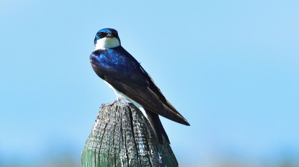 A Tree Swallow on the gorgeous refuge. There's a photography blind down by the water that is a great spot to get some gorgeous bird photos.