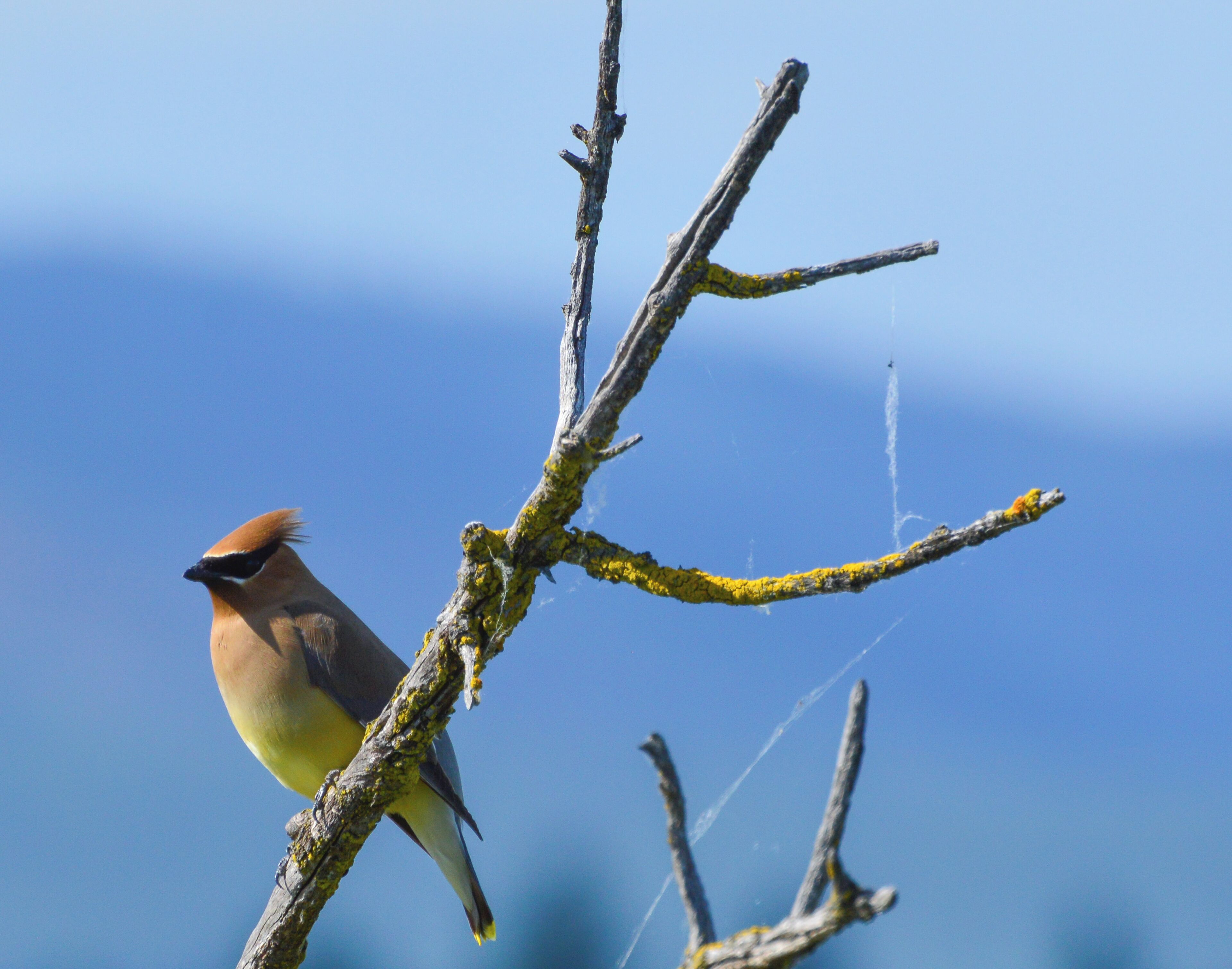 A Cedar Waxwing. There's a photography blind down by the water that is a great spot to get some gorgeous bird photos. 