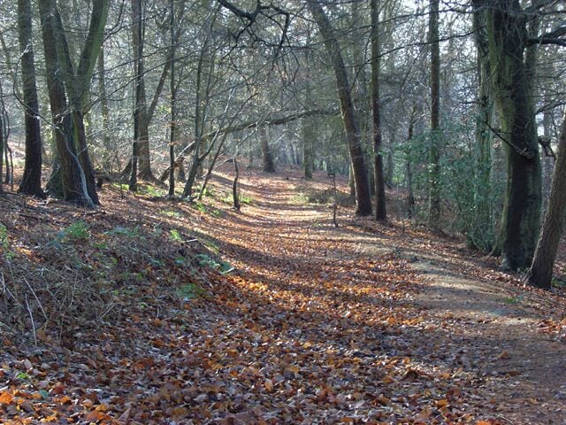 Woodland, Ibstone On the footpath north of the church.