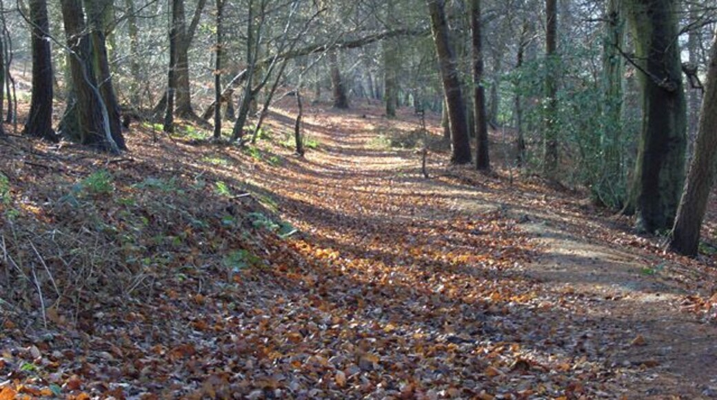 Woodland, Ibstone On the footpath north of the church.