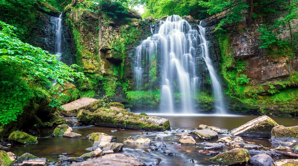 Une cascade verdoyante et luxuriante dévale des rochers couverts de mousse et se jette dans un bassin paisible, entouré d’une végétation dense.