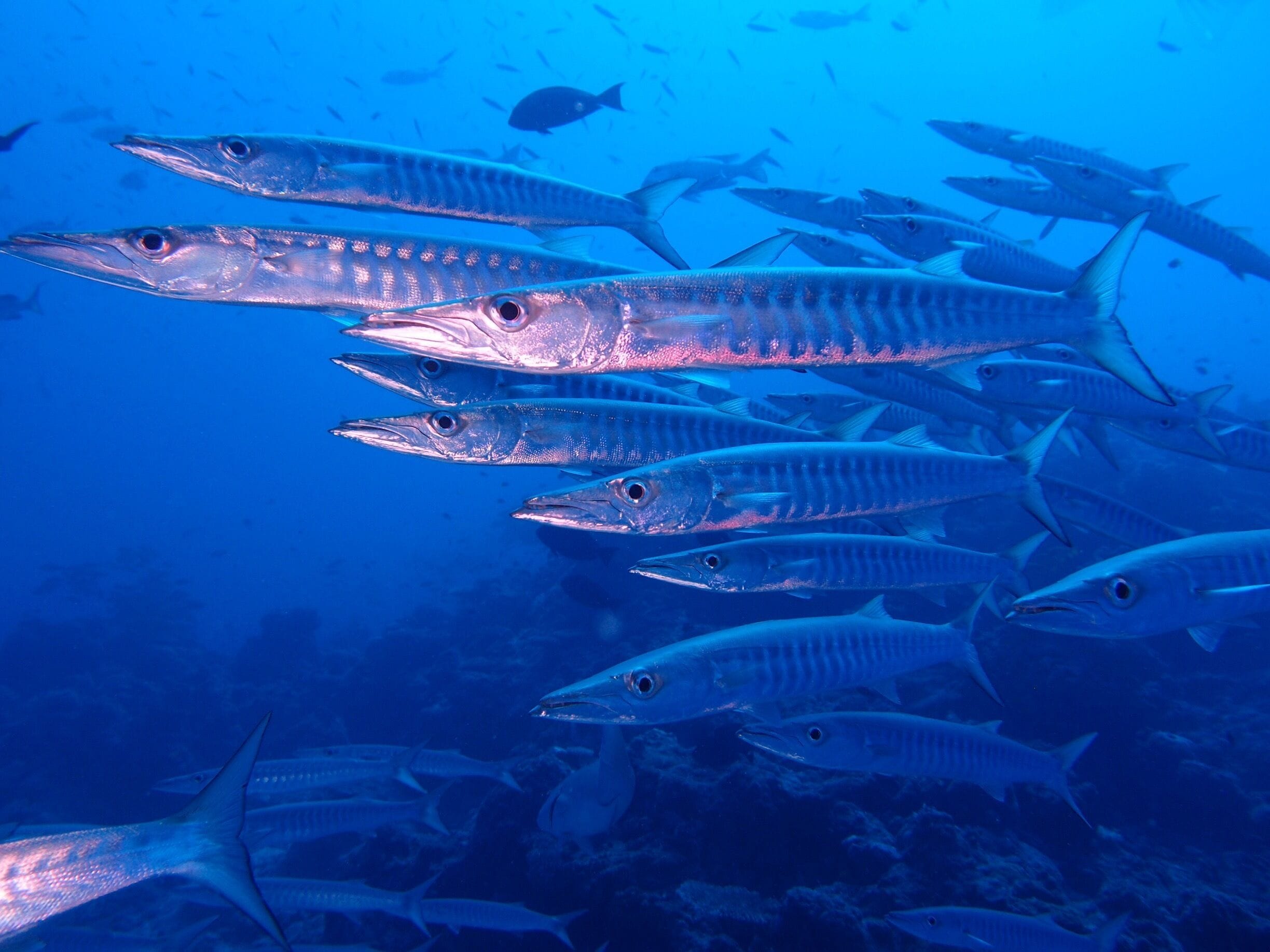 Schooling Barracuda in the North Coral Sea, Australia #blue